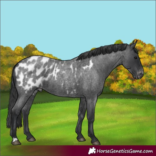 Horse Color:Blue Roan Appaloosa Rabicano and Blue Roan Appaloosa Rabicano