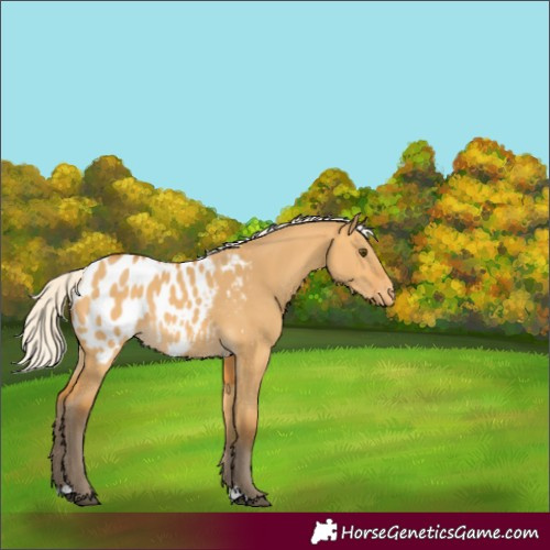 Horse Color:Silver Buckskin Dun Appaloosa 