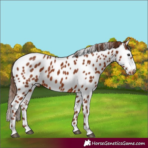 Horse Color:Chestnut Appaloosa