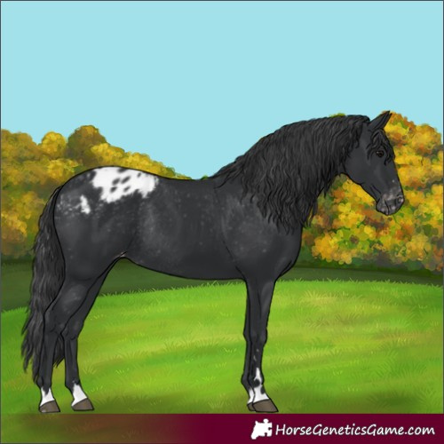 Horse Color:Black Appaloosa Rabicano 