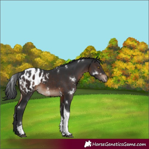 Horse Color:White Spotted Brown Tobiano Appaloosa Rabicano 