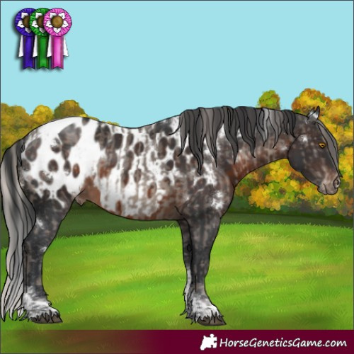 Horse Color:White Spotted Silver Black Tobiano Blanket Rabicano  and White Spotted Brown Tobiano Blanket Rabicano 