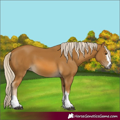 Horse Color:Gray Palomino 