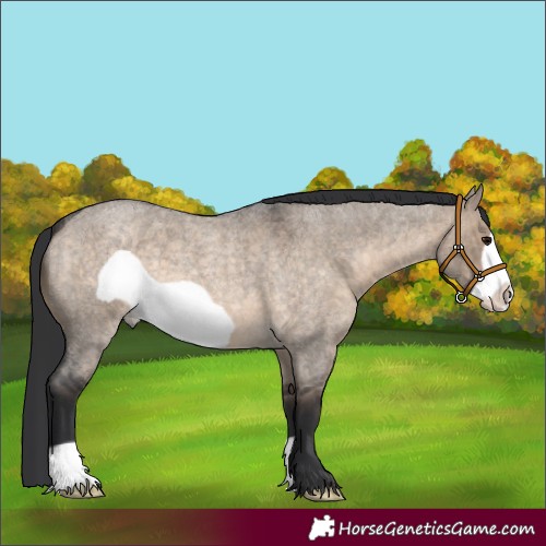 Horse Color:Brown Roan Dun Frame 