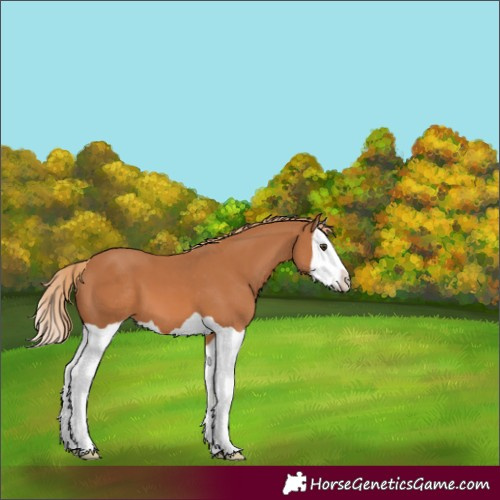 Horse Color:Chestnut Splash Appaloosa