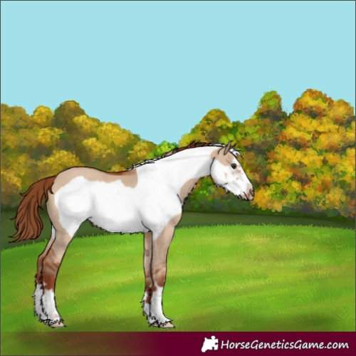 Horse Color:Red Dun Frame 