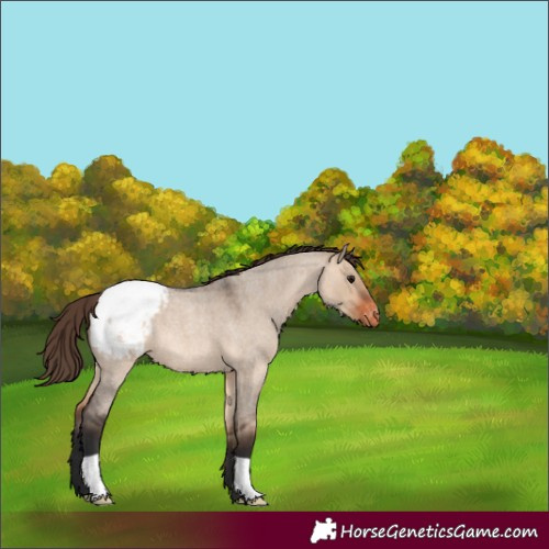 Horse Color:Bay Roan Dun Appaloosa