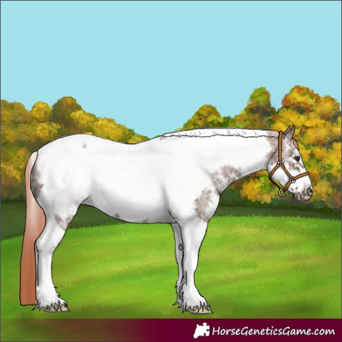 Horse Color:Liver Red Dun Sabino Tobiano Frame Appaloosa Rabicano 