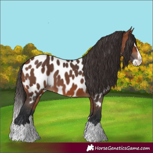 Horse Color:Bay Splash Near Leopard 