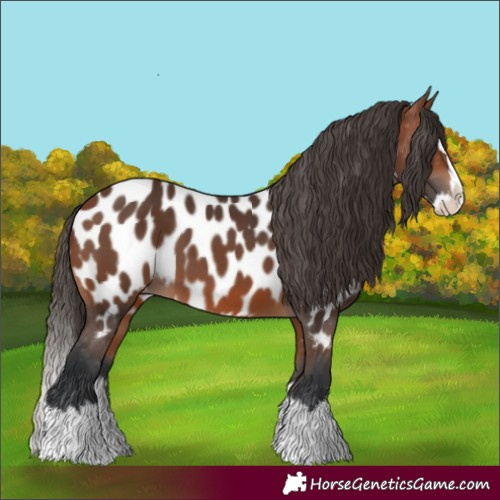 Horse Color:Bay Splash Near Leopard 