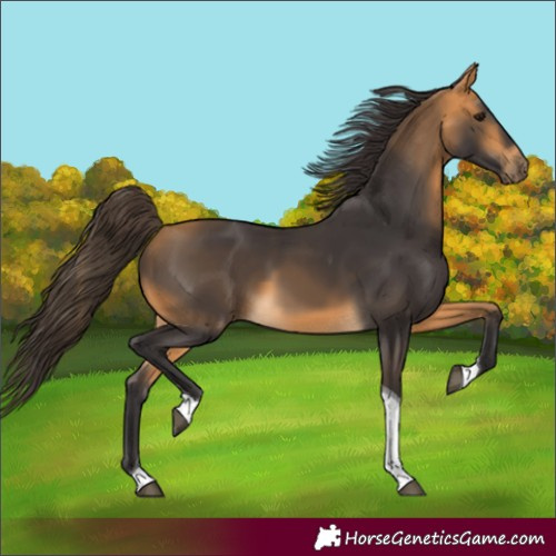 Horse Color:Buckskin Tobiano 