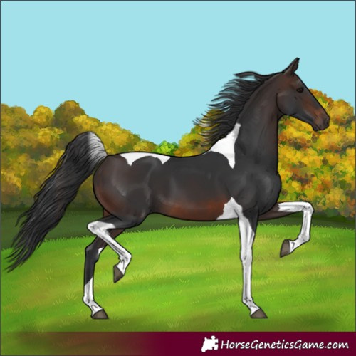 Horse Color:Brown Tobiano 
