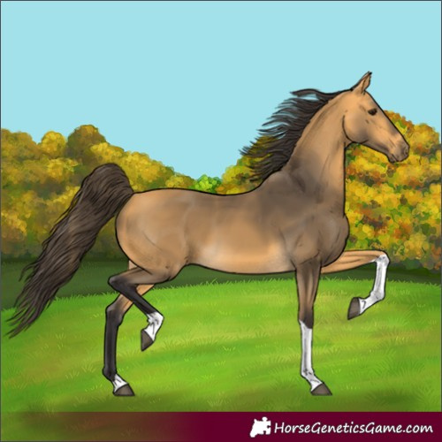 Horse Color:Buckskin Tobiano Rabicano 