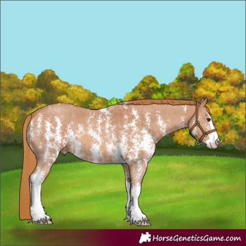 Horse Color:Chestnut Sabino 