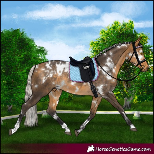 Horse Color:White Spotted Silver Buckskin Rabicano 