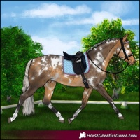 Horse Color:White Spotted Silver Buckskin Rabicano 