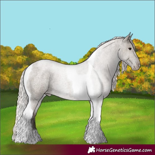 Horse Color:Silver Grullo Roan Tobiano Appaloosa 