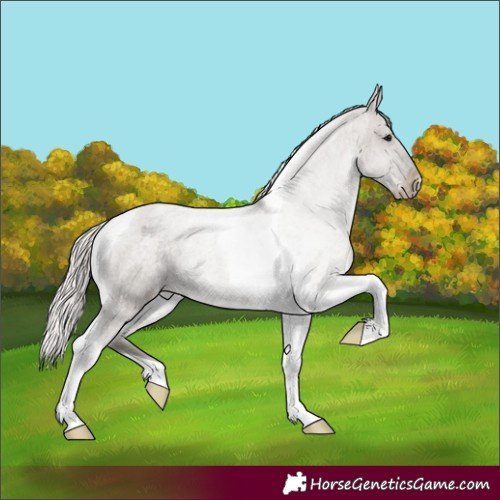Horse Color:Silver Grullo Roan Tobiano Appaloosa 