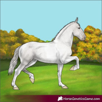Horse Color:Silver Grullo Roan Tobiano Appaloosa 