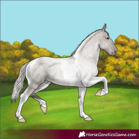 Horse Color:Silver Grullo Roan Tobiano Appaloosa 
