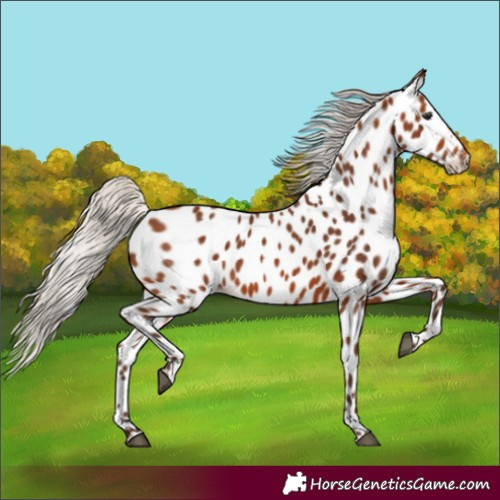 Horse Color:Silver Brown Appaloosa 