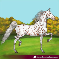 Horse Color:Silver Brown Near Leopard 