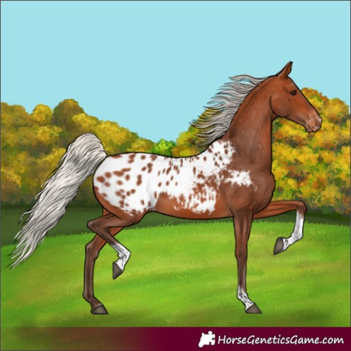 Horse Color:Silver Bay Tobiano Blanket 