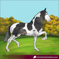 Horse Color:Black Splash Tobiano
