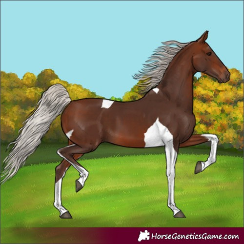 Horse Color:Silver Brown Tobiano 