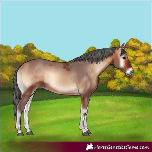 Horse Color:Bay Onyx Merle