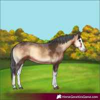 Horse Color:Bay Onyx Merle Splash 