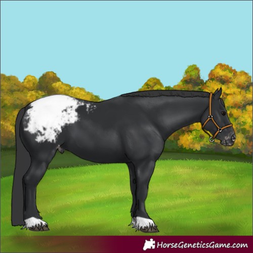 Horse Color:Black Appaloosa 
