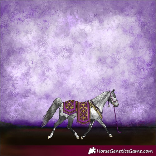 Horse Color:Gray White Spotted Black Appaloosa 