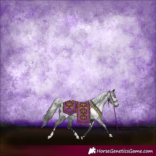 Horse Color:Gray White Spotted Black Blanket 