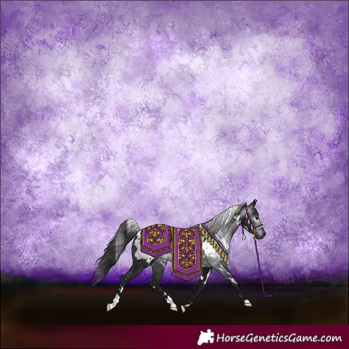 Horse Color:Gray White Spotted Black Appaloosa 
