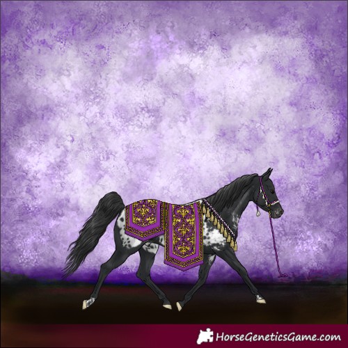 Horse Color:Black Appaloosa