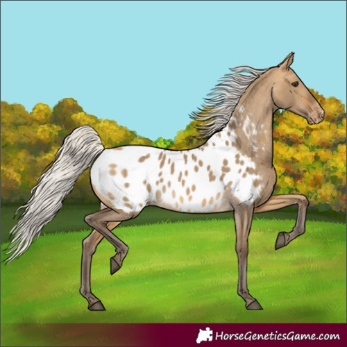 Horse Color:Silver Buckskin Dun Appaloosa 