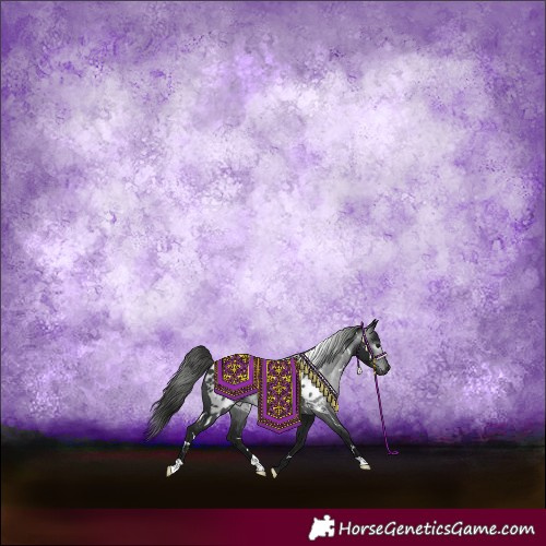 Horse Color:Gray White Spotted Black Appaloosa 