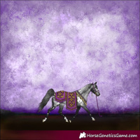 Horse Color:Gray White Spotted Black Appaloosa 