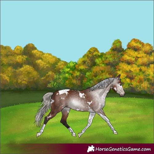 Horse Color:Gray White Spotted Silver Bay Tobiano 