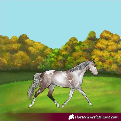 Horse Color:Gray White Spotted Silver Bay Tobiano 