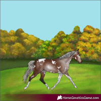 Horse Color:Gray White Spotted Silver Bay Tobiano