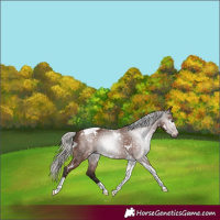 Horse Color:Gray White Spotted Silver Bay Tobiano