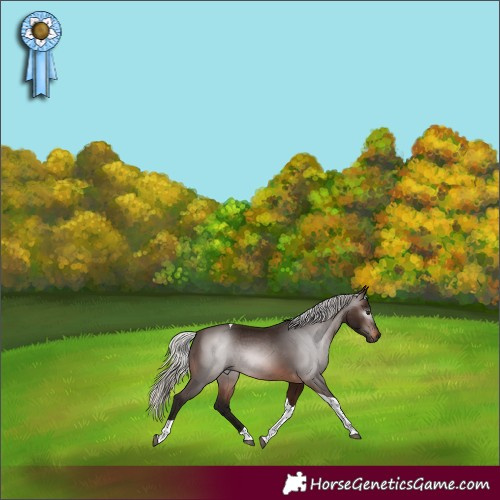 Horse Color:Gray Silver Brown Tobiano Rabicano 