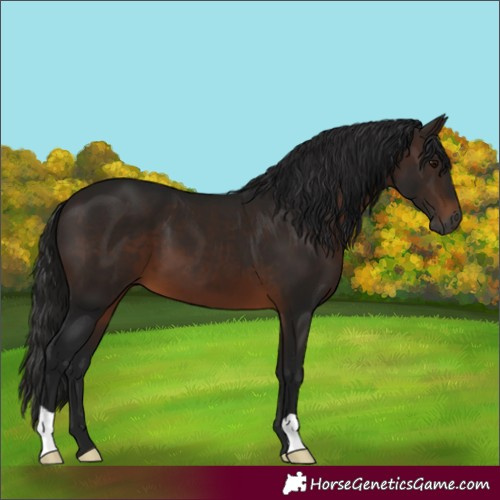 Horse Color:Gray Bay 