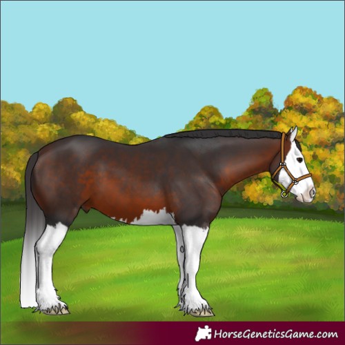 Horse Color:Brown Splash 