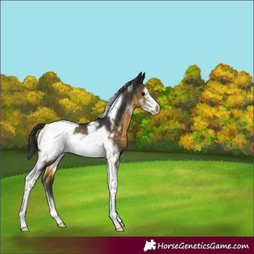 Horse Color:Buckskin Sabino Tobiano Frame Appaloosa Rabicano