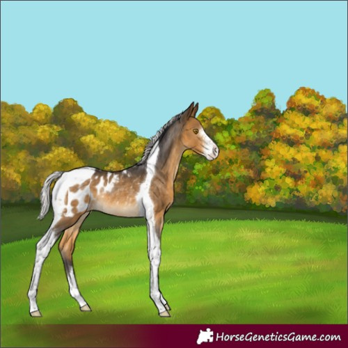 Horse Color:Silver Buckskin Sabino Tobiano Blanket Rabicano 
