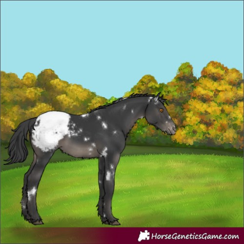 Horse Color:White Spotted Black Sabino Snowcap Rabicano 