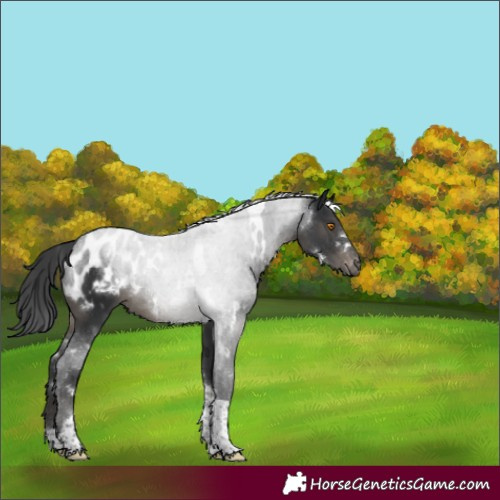 Horse Color:White Spotted Black Tobiano Appaloosa Rabicano